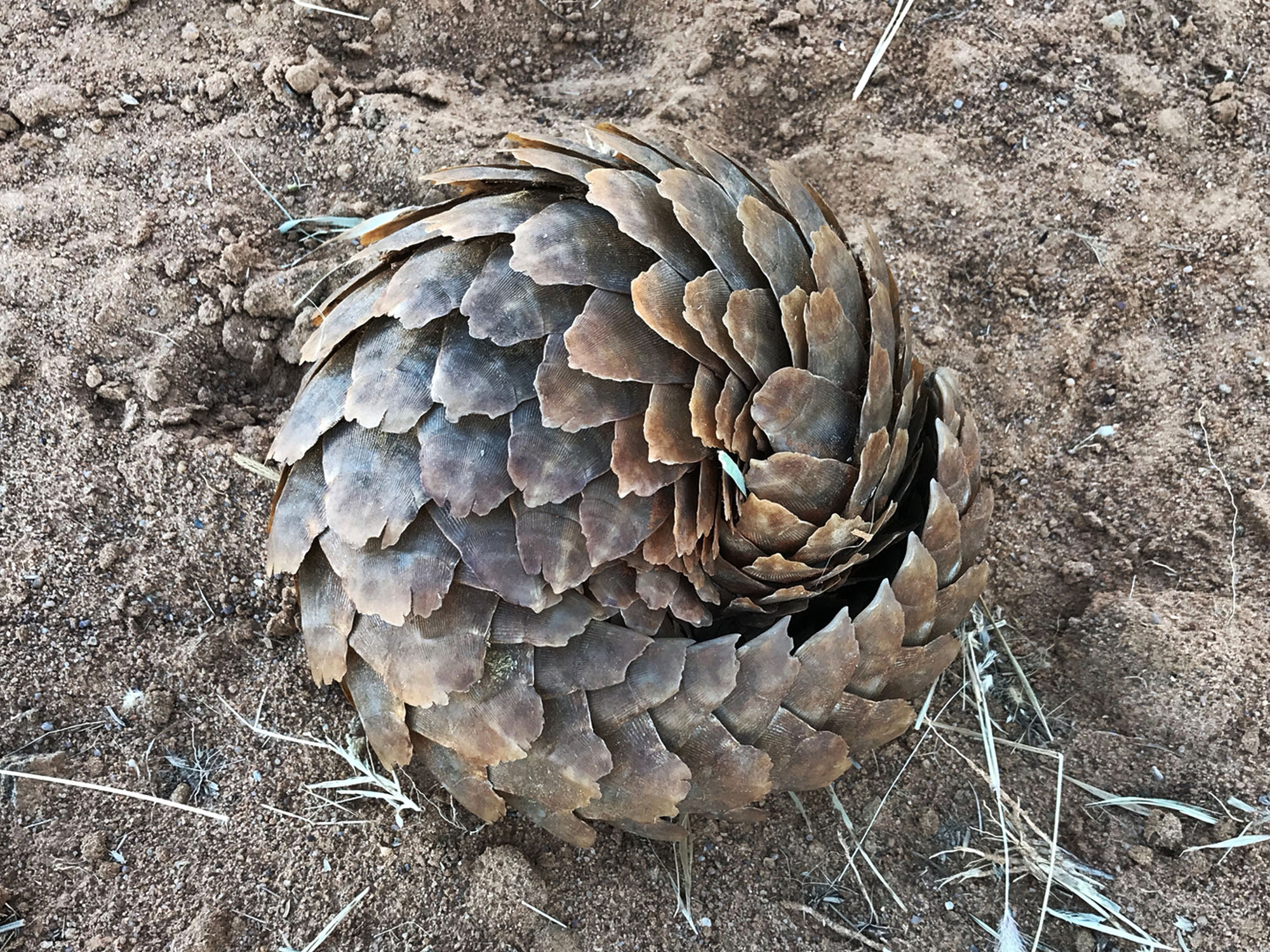 Een dakpannen huid | Natuurwijzer